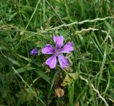 View full-size image genus Malva