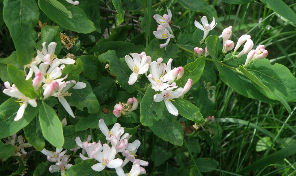 Image of Lonicera tatarica specimen.