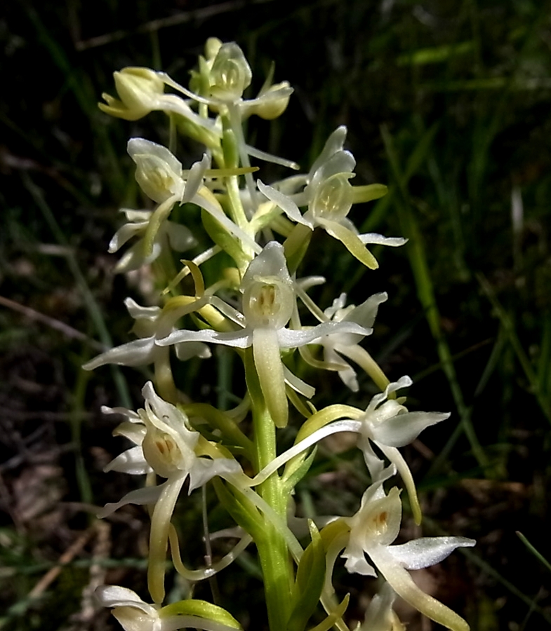 Image of Platanthera bifolia specimen.