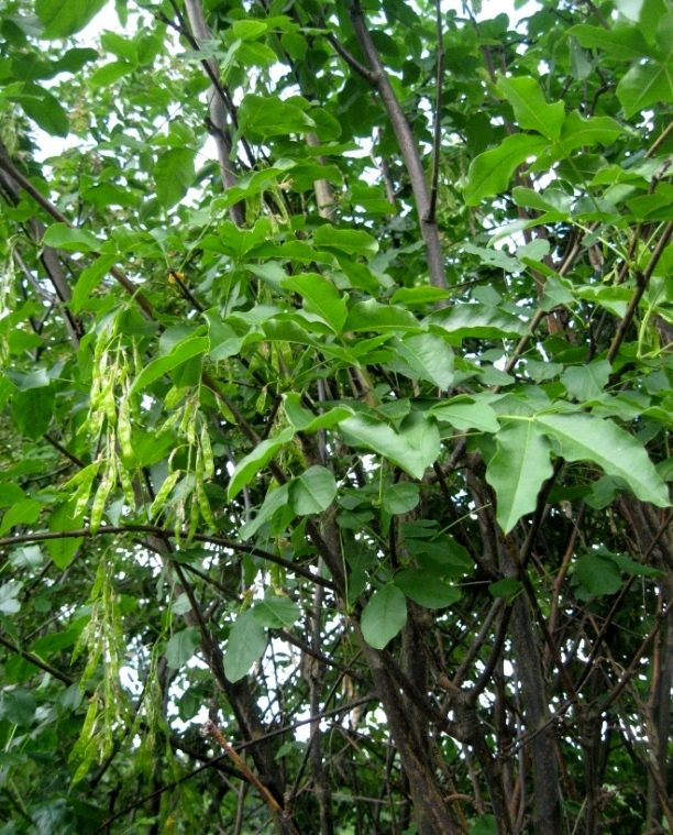 Image of Laburnum anagyroides specimen.