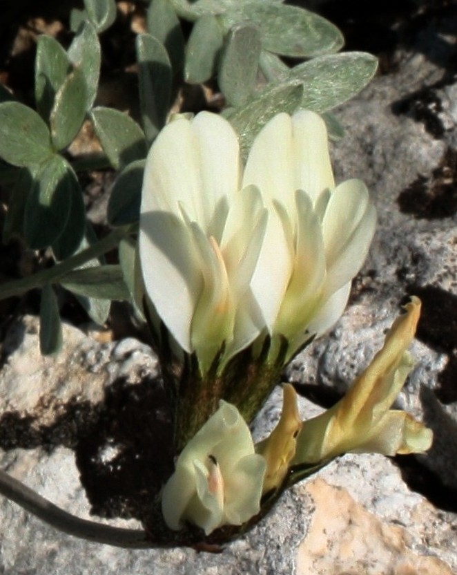 Изображение особи Astragalus permiensis.