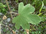 Alcea rugosa