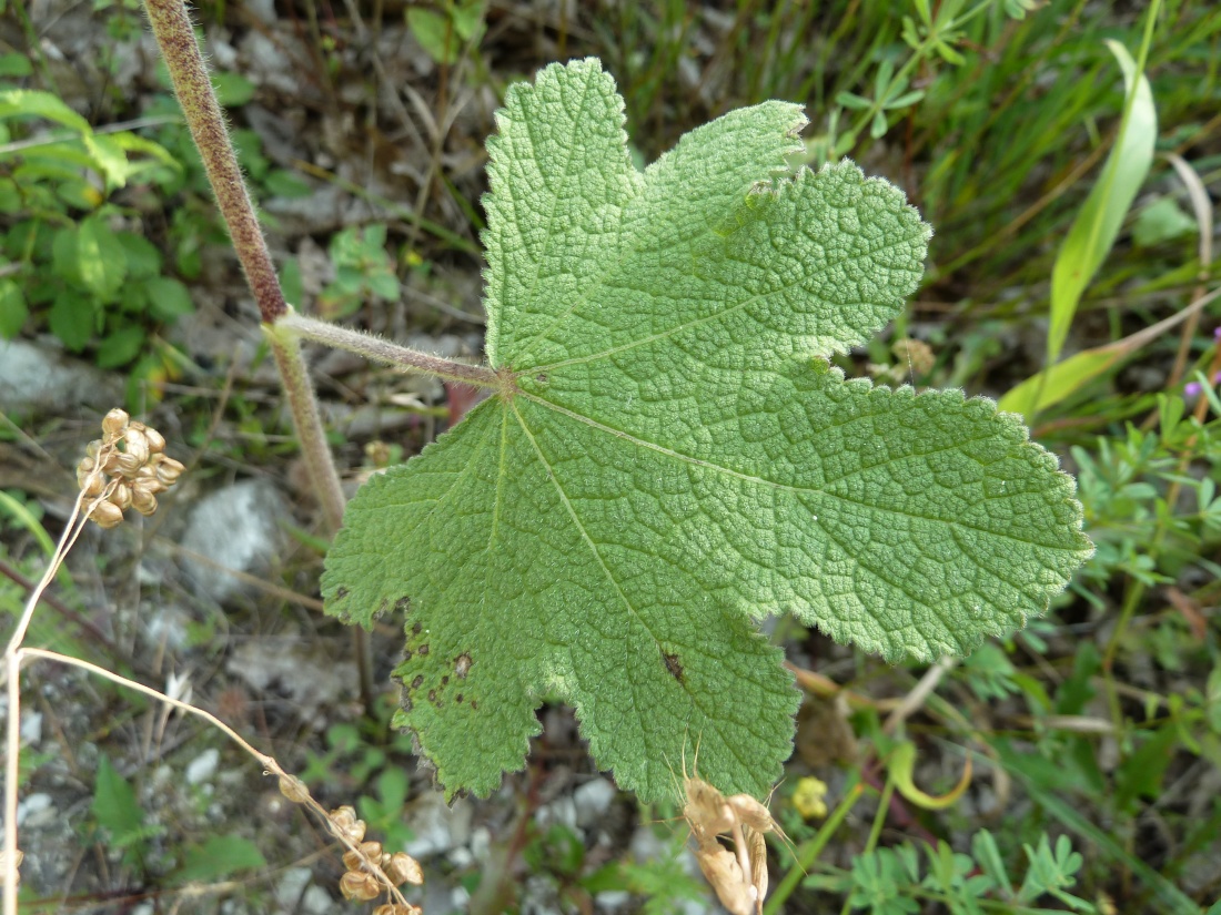 Image of Alcea rugosa specimen.