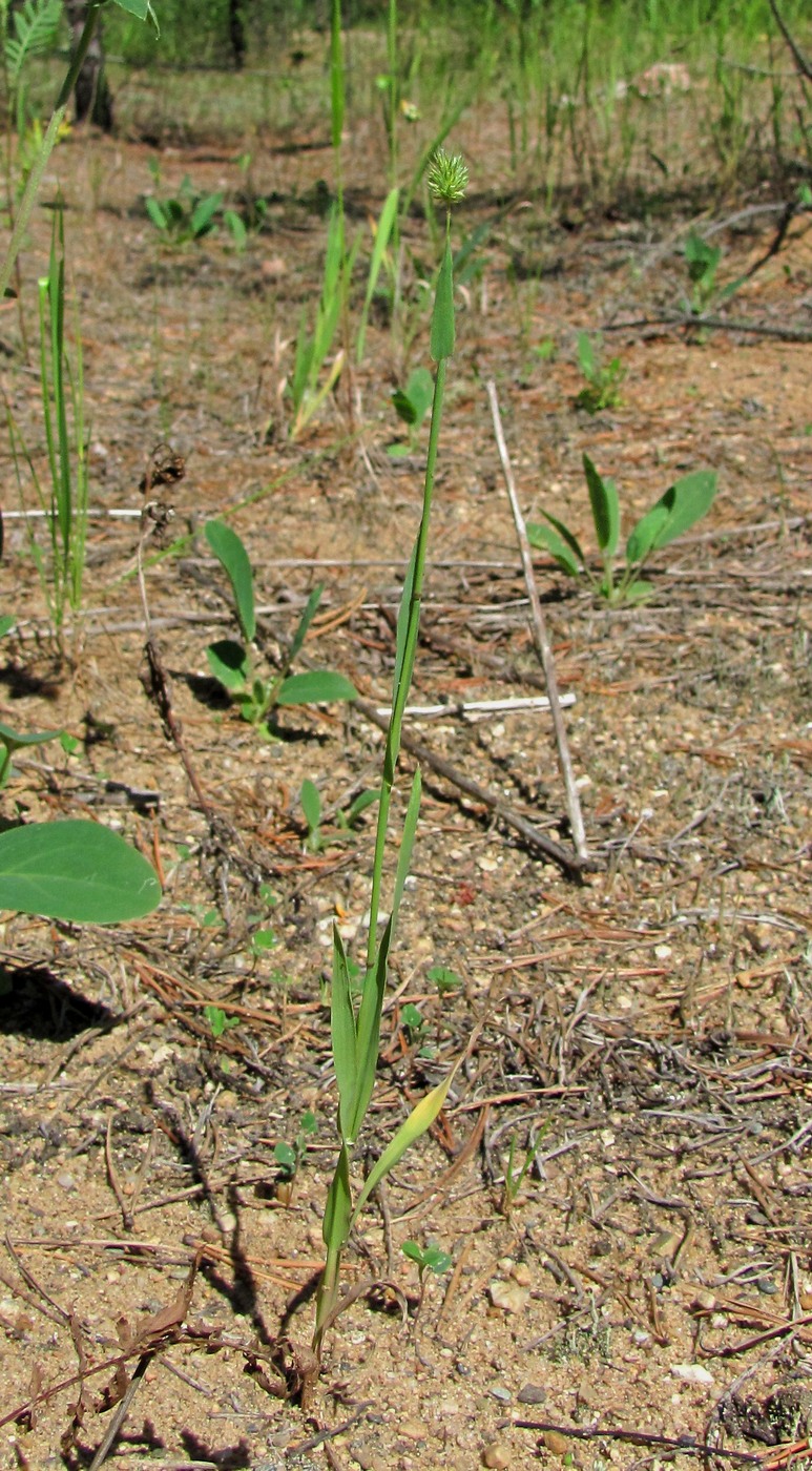 Image of Phleum pratense specimen.