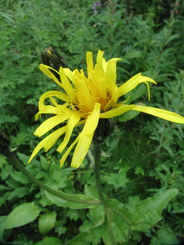 Image of Crepis sibirica specimen.