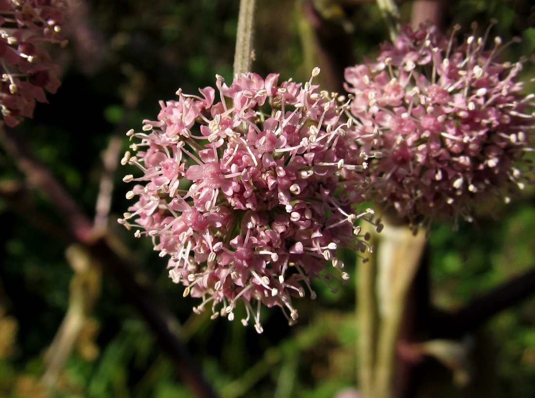 Image of familia Apiaceae specimen.