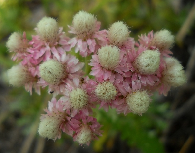 Изображение особи Antennaria dioica.