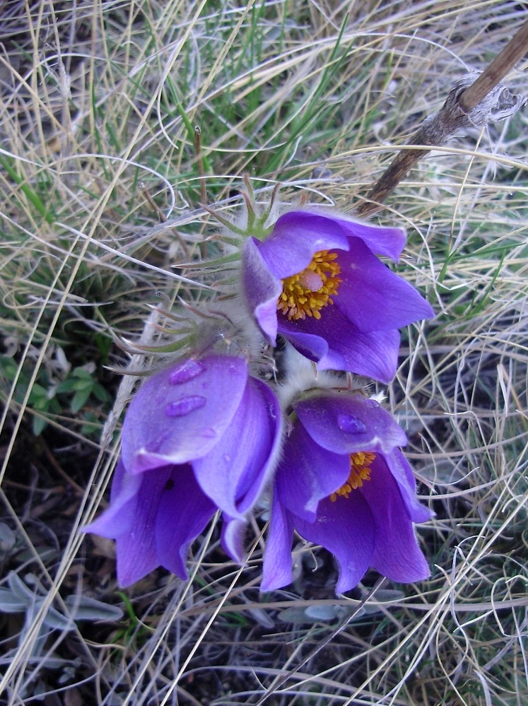 Изображение особи Pulsatilla multifida.