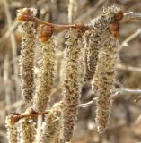 Populus davidiana