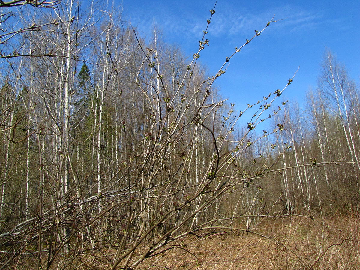 Изображение особи Sambucus racemosa.