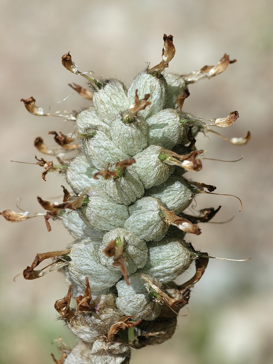 Изображение особи Astragalus kirilovii.