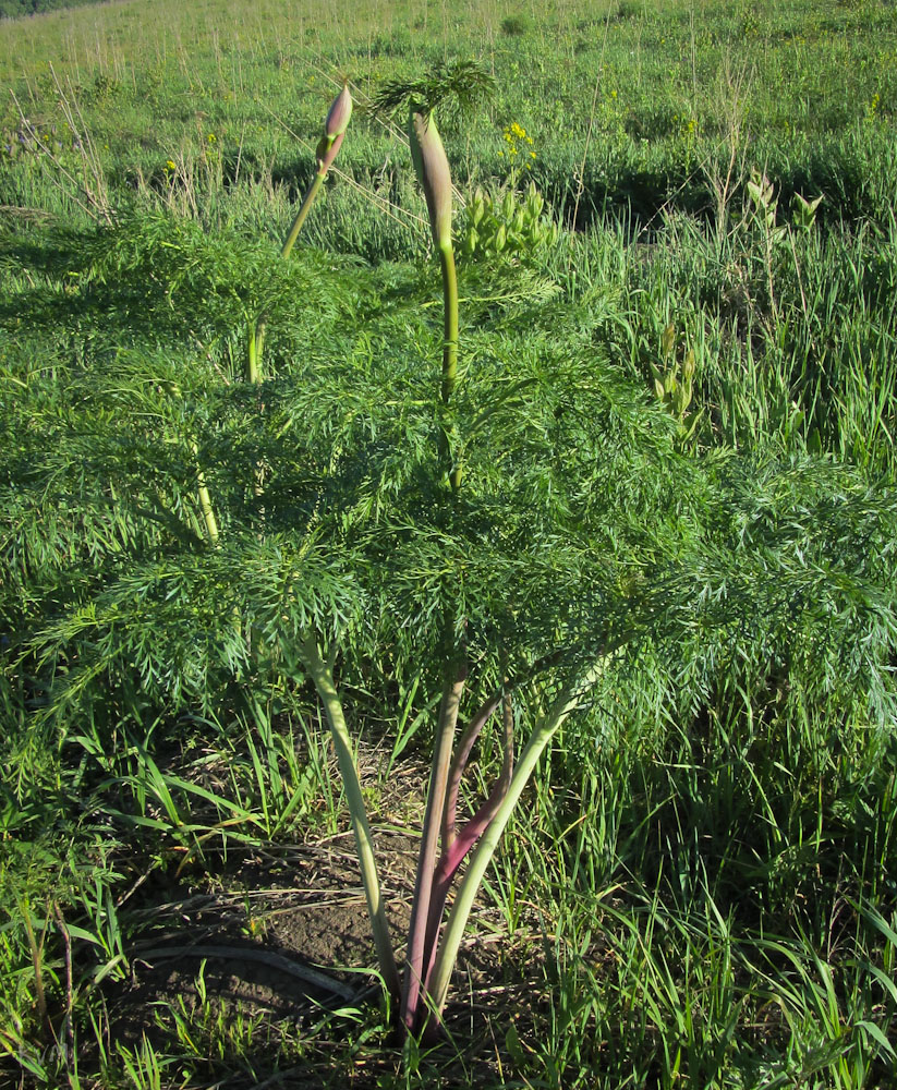 Изображение особи Ferula songarica.