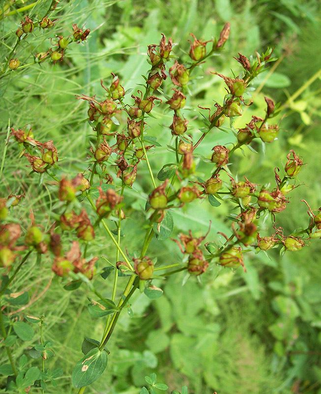 Image of Hypericum perforatum specimen.