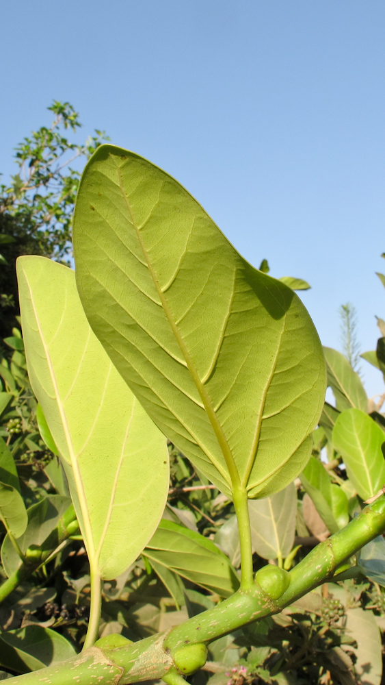 Image of Ficus benghalensis specimen.