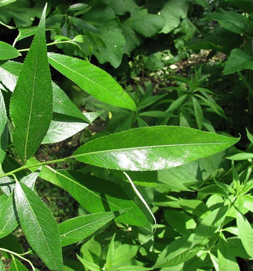 Image of Salix &times; lispoclados specimen.