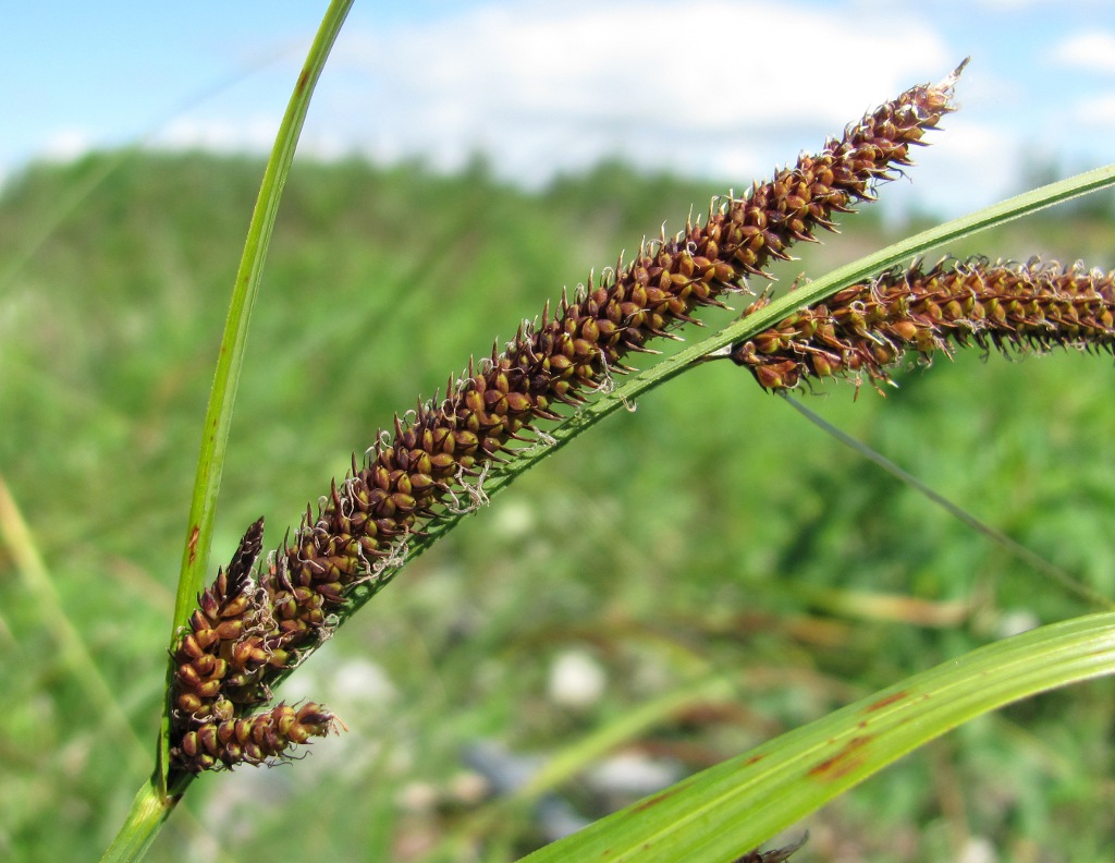 Изображение особи Carex acuta.