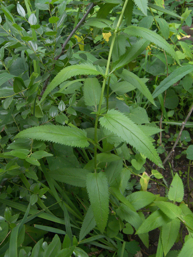 Image of Veronica longifolia specimen.