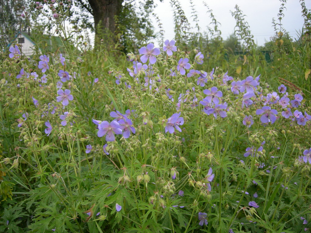 Image of Geranium pratense specimen.