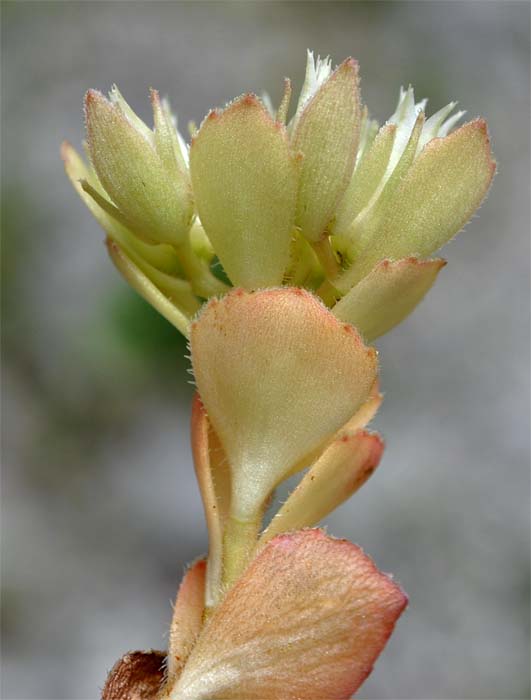 Image of Sedum involucratum specimen.