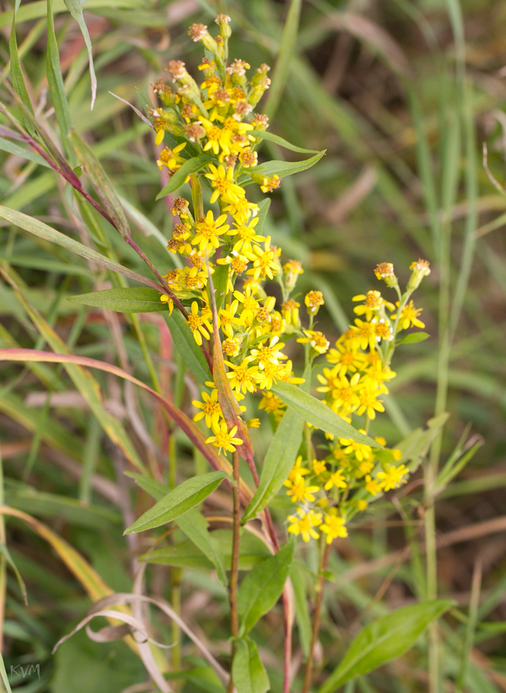 Image of Solidago virgaurea ssp. dahurica specimen.