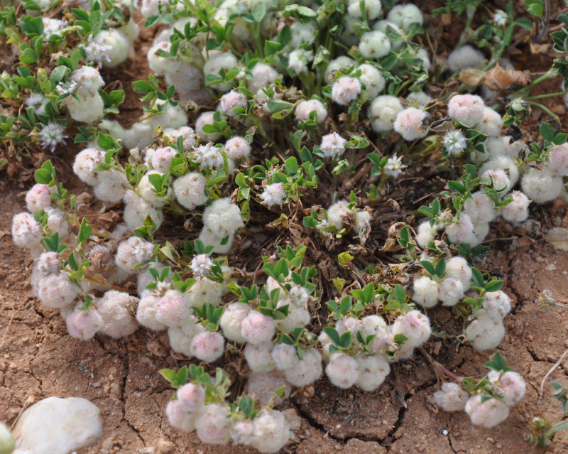 Image of Trifolium tomentosum specimen.