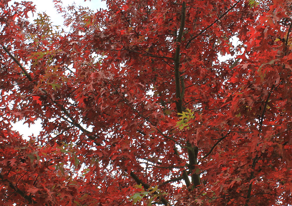 Image of Quercus palustris specimen.