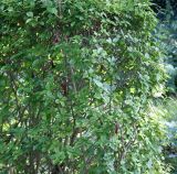 Ligustrum ovalifolium. Вегетирующее растение ('Variegatum'). Германия, г. Krefeld, ботанический сад. 16.09.2012.