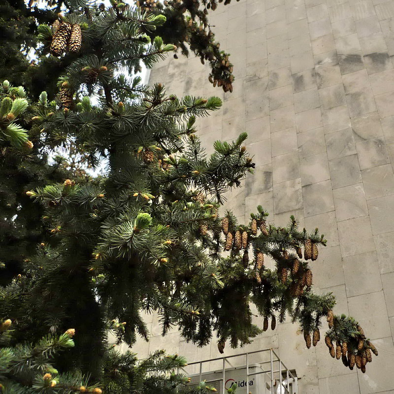 Изображение особи Picea pungens f. glauca.