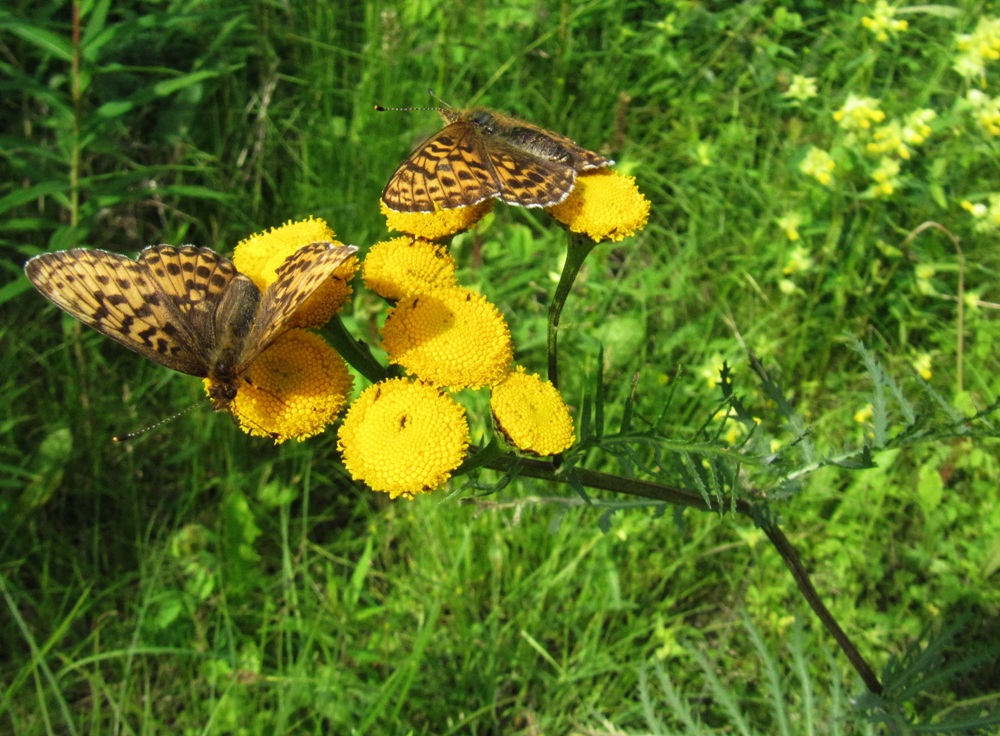 Изображение особи Tanacetum boreale.