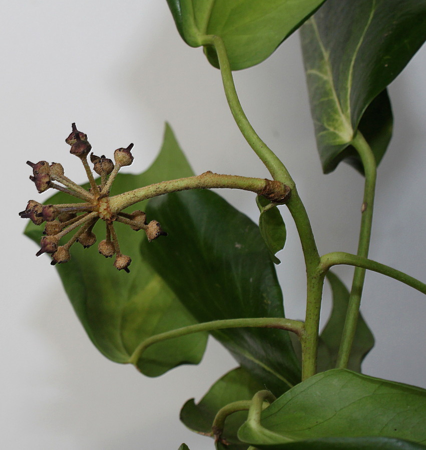 Image of Hedera colchica specimen.