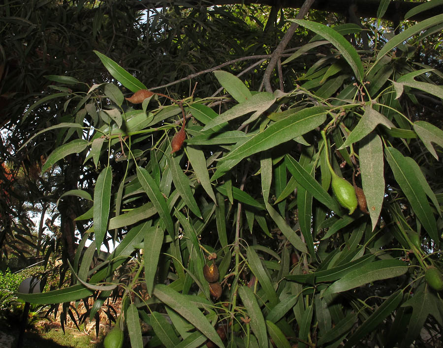 Image of Brachychiton rupestris specimen.