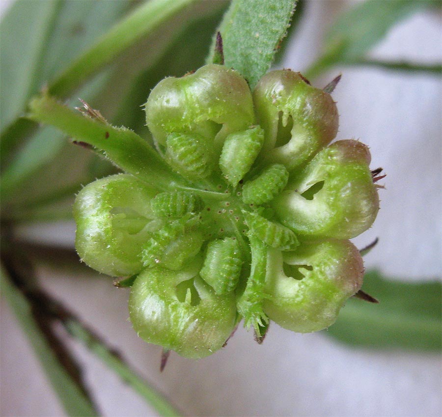 Image of Calendula arvensis specimen.