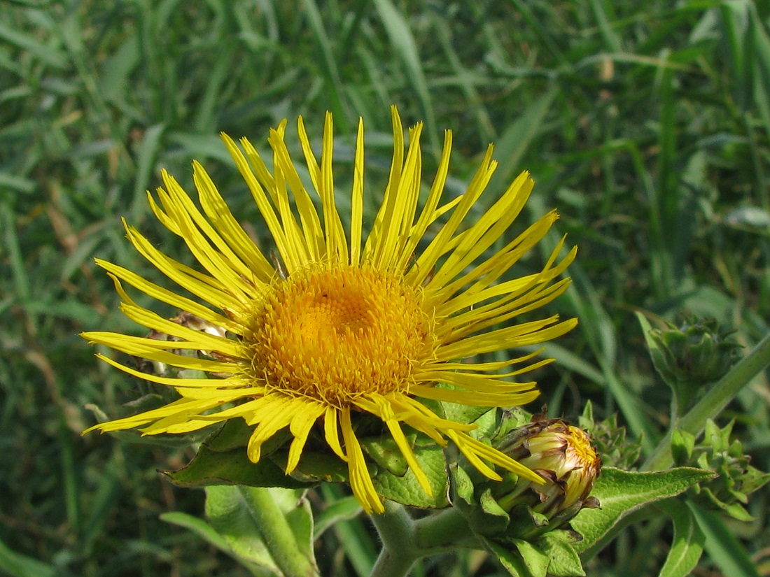 Image of Inula helenium specimen.