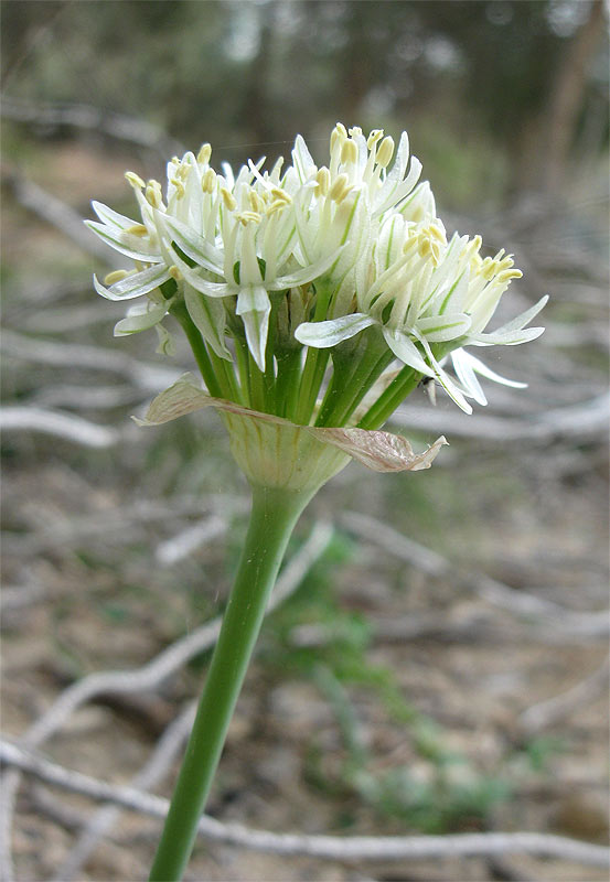 Image of Allium israeliticum specimen.