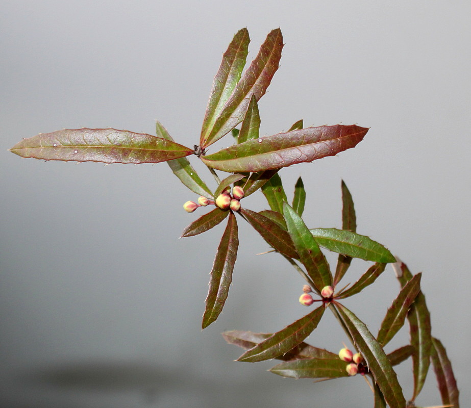 Image of Berberis soulieana specimen.