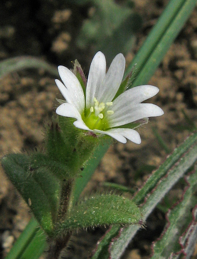 Изображение особи Cerastium crassiusculum.