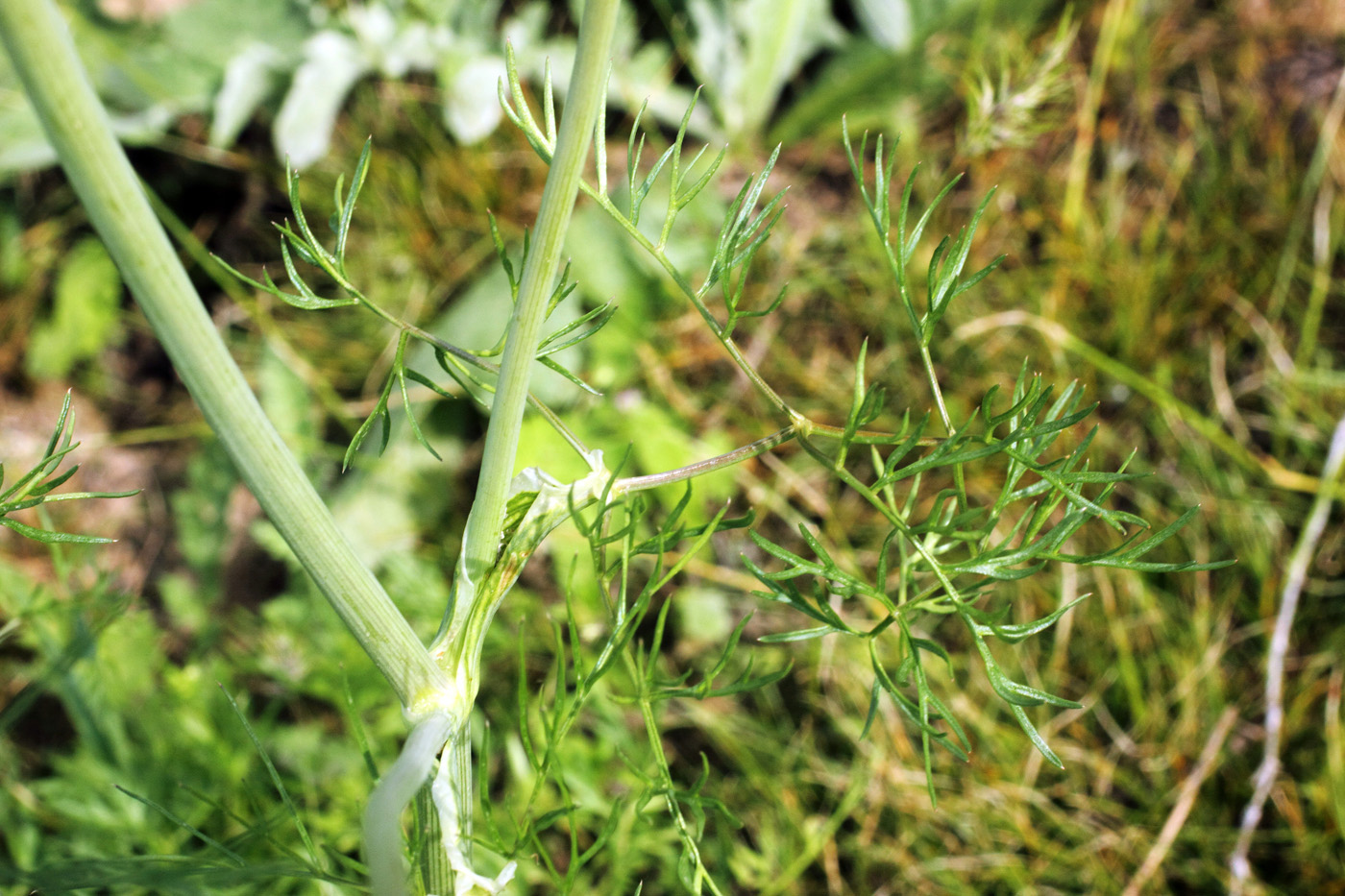 Image of Oedibasis chaerophylloides specimen.