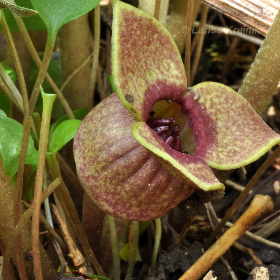 Image of Asarum sieboldii specimen.