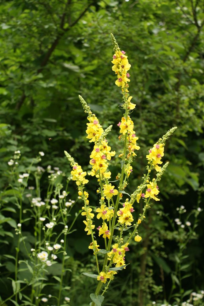 Image of Verbascum pyramidatum specimen.