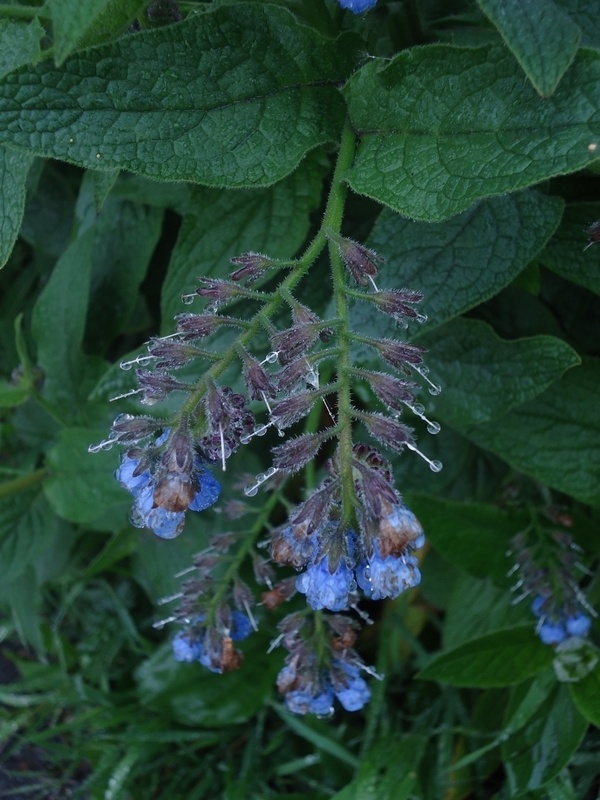 Image of Symphytum caucasicum specimen.