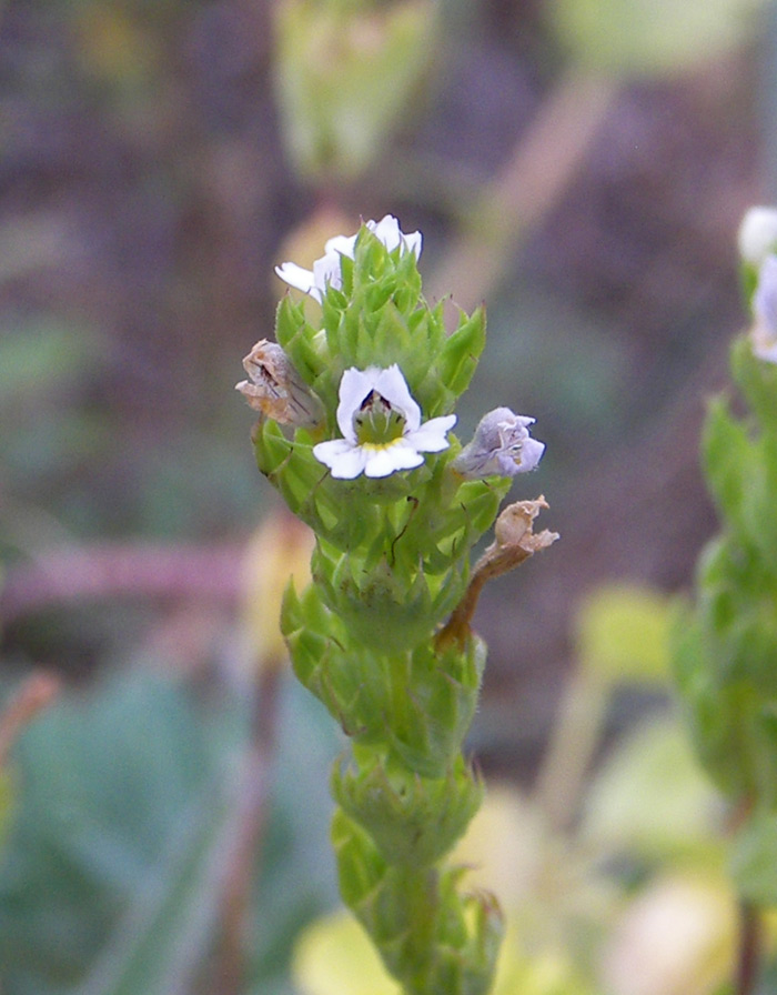 Image of Euphrasia pectinata specimen.