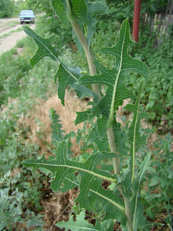 Изображение особи Lactuca serriola.