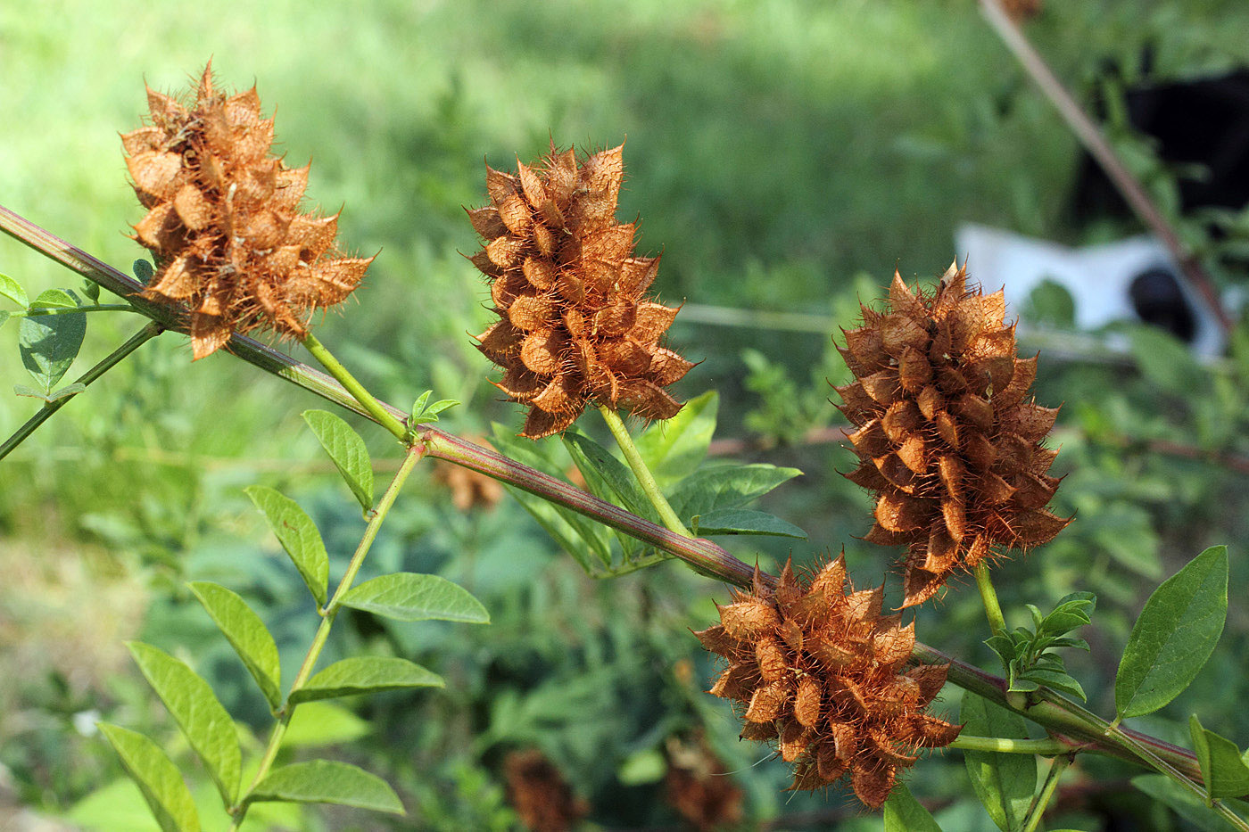 Изображение особи Glycyrrhiza echinata.