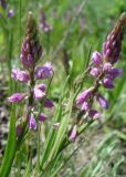 Смотреть изображение Polygala comosa