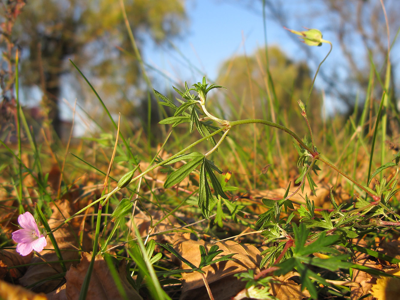 Изображение особи Geranium columbinum.