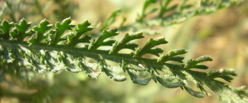 Image of Achillea micranthoides specimen.