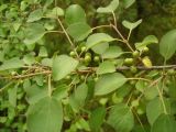 Смотреть изображение Rhamnus cathartica