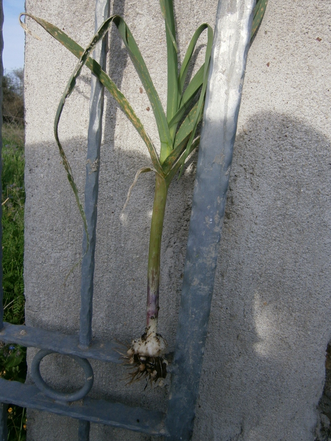 Image of Allium ampeloprasum specimen.