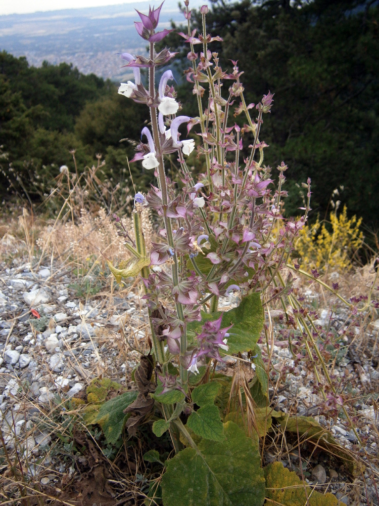 Изображение особи Salvia sclarea.