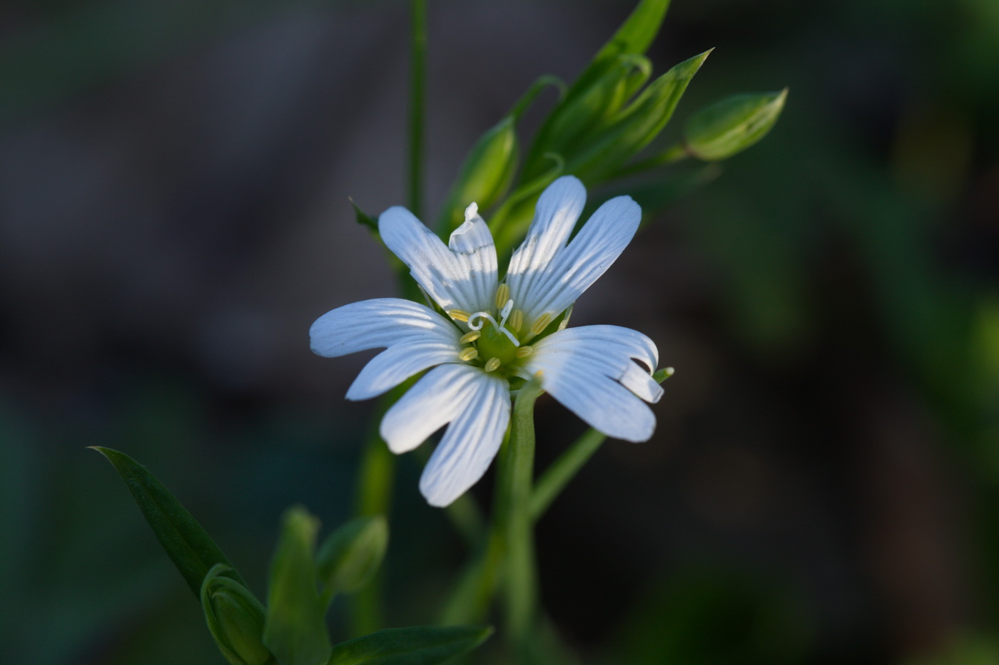 Image of Stellaria holostea specimen.